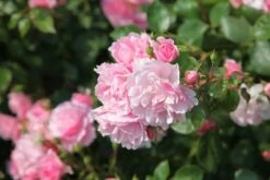 Rosa Bonica ('Meidomonac') (PBR) -Garden Supplies Sales 2024 pl0000077825 card5 lg