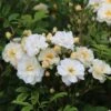 Rosa 'Goldfinch' 2 Rosa 'Goldfinch' -Garden Supplies Sales 2024 pl0000077865