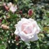 Rosa 'New Dawn' 2 Rosa 'New Dawn' -Garden Supplies Sales 2024 pl0000077913