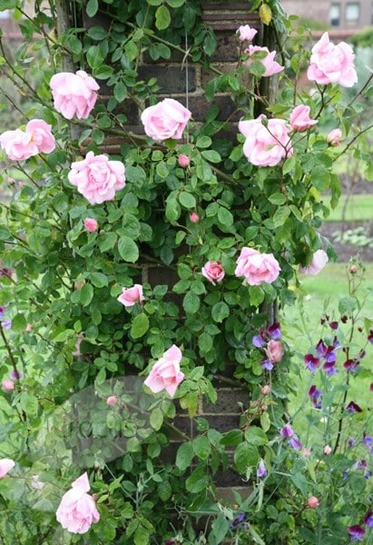 Rosa 'New Dawn' 4 Rosa 'New Dawn' - Image 2