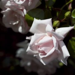 Rosa 'New Dawn' 9 Rosa 'New Dawn' -Garden Supplies Sales 2024 pl0000077913 card4 lg