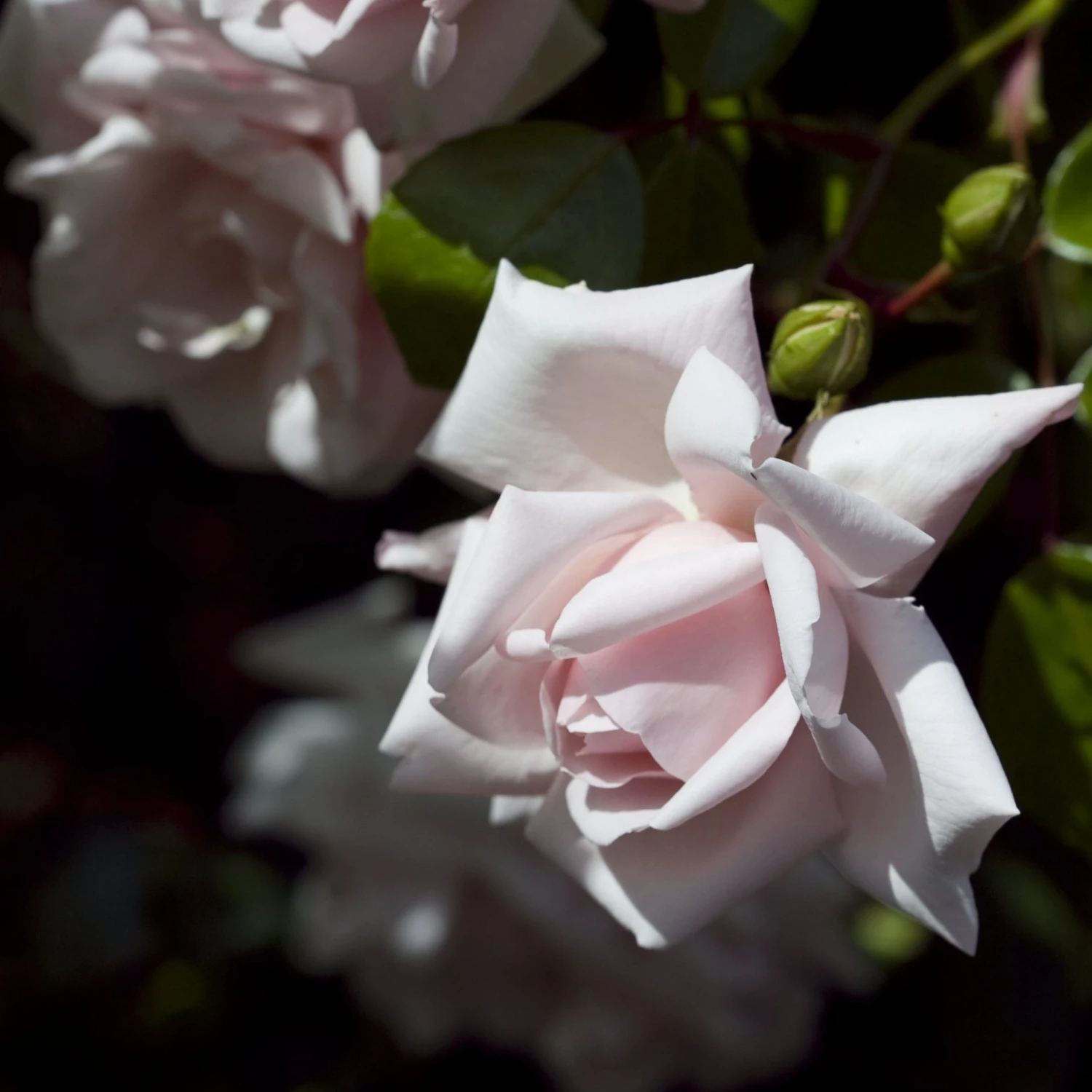 Rosa 'New Dawn' 6 Rosa 'New Dawn' - Image 4