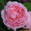 Rosa 'Königin Von Dänemark' -Garden Supplies Sales 2024 pl0000077933