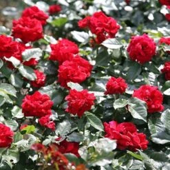 Rosa Ruby Anniversary ('Harbonny') (PBR) -Garden Supplies Sales 2024 pl0000077948 card2 lg
