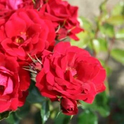 Rosa Ruby Anniversary ('Harbonny') (PBR) -Garden Supplies Sales 2024 pl0000077948 card3 lg