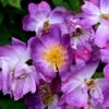 Rosa 'Veilchenblau' -Garden Supplies Sales 2024 pl0000077991