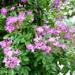 Rosa 'Veilchenblau' -Garden Supplies Sales 2024 pl0000077991 card3 lg