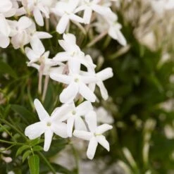 Jasminum Polyanthum -Garden Supplies Sales 2024 pl0000085034 card4 lg