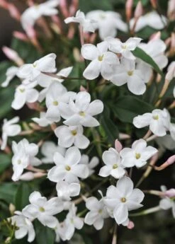 Jasminum Polyanthum -Garden Supplies Sales 2024 pl0000085034 card5 lg