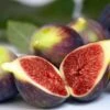 Fig 'Brown Turkey' 1 Fig 'Brown Turkey' -Garden Supplies Sales 2024 pl1000000029