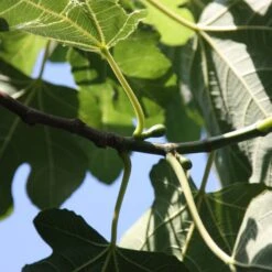 Fig 'Brown Turkey' -Garden Supplies Sales 2024 pl1000000029 card4 lg