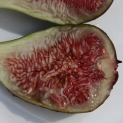 Fig 'Brown Turkey' -Garden Supplies Sales 2024 pl1000000029 card5 lg