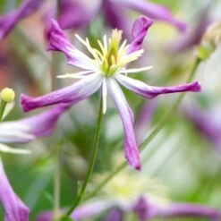 Clematis × Triternata 'Rubromarginata' -Garden Supplies Sales 2024 pl1000000212 card3 lg