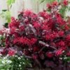Loropetalum Chinense Var. Rubrum 'Fire Dance' -Garden Supplies Sales 2024 pl1000000932