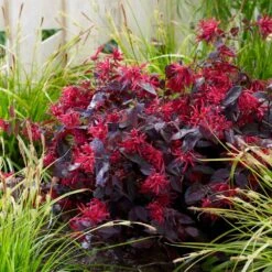 Loropetalum Chinense Var. Rubrum 'Fire Dance' 9 Loropetalum Chinense Var. Rubrum 'Fire Dance' -Garden Supplies Sales 2024 pl1000000932 card3 lg