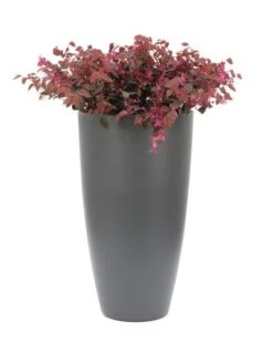 Loropetalum Chinense Var. Rubrum 'Fire Dance' 10 Loropetalum Chinense Var. Rubrum 'Fire Dance' -Garden Supplies Sales 2024 pl1000000932 card4 lg