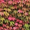 Parthenocissus Tricuspidata 'Veitchii' -Garden Supplies Sales 2024 pl1000001556