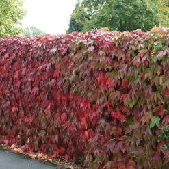 Parthenocissus Tricuspidata 'Veitchii' -Garden Supplies Sales 2024 pl1000001556 card3 lg