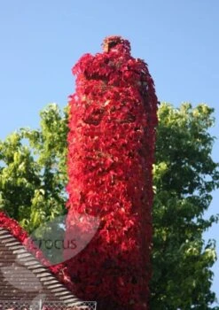 Parthenocissus Tricuspidata 'Veitchii' -Garden Supplies Sales 2024 pl1000001556 card5 lg