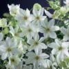 Clematis × Cartmanii 'Joe' -Garden Supplies Sales 2024 pl2000002726