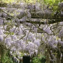 Wisteria Floribunda 'Domino' -Garden Supplies Sales 2024 pl2000002750 card2 lg