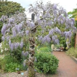 Wisteria Floribunda 'Domino' -Garden Supplies Sales 2024 pl2000002750 card3 lg