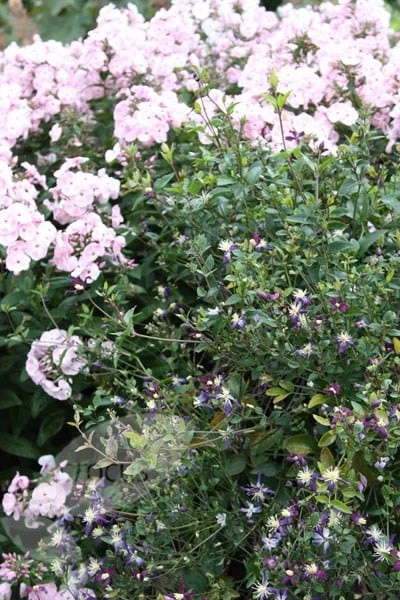 Clematis × Aromatica 5 Clematis × Aromatica - Image 3