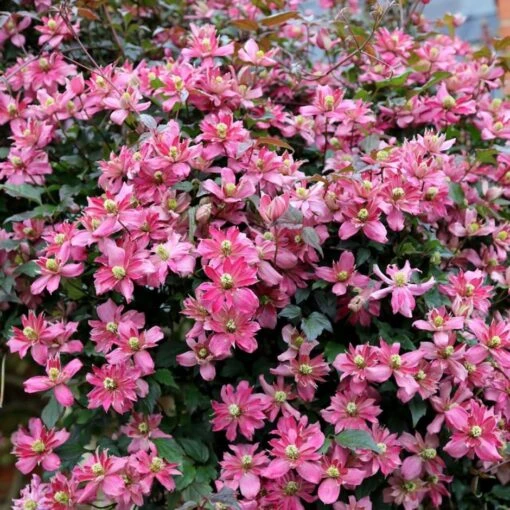 Clematis 'Broughton Star' -Garden Supplies Sales 2024 pl2000003011