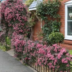 Clematis 'Broughton Star' -Garden Supplies Sales 2024 pl2000003011 card3 lg