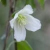 Clematis Cirrhosa 'Jingle Bells' -Garden Supplies Sales 2024 pl2000003353