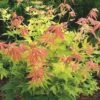 Acer Palmatum 'Orange Dream' -Garden Supplies Sales 2024 pl2000004371