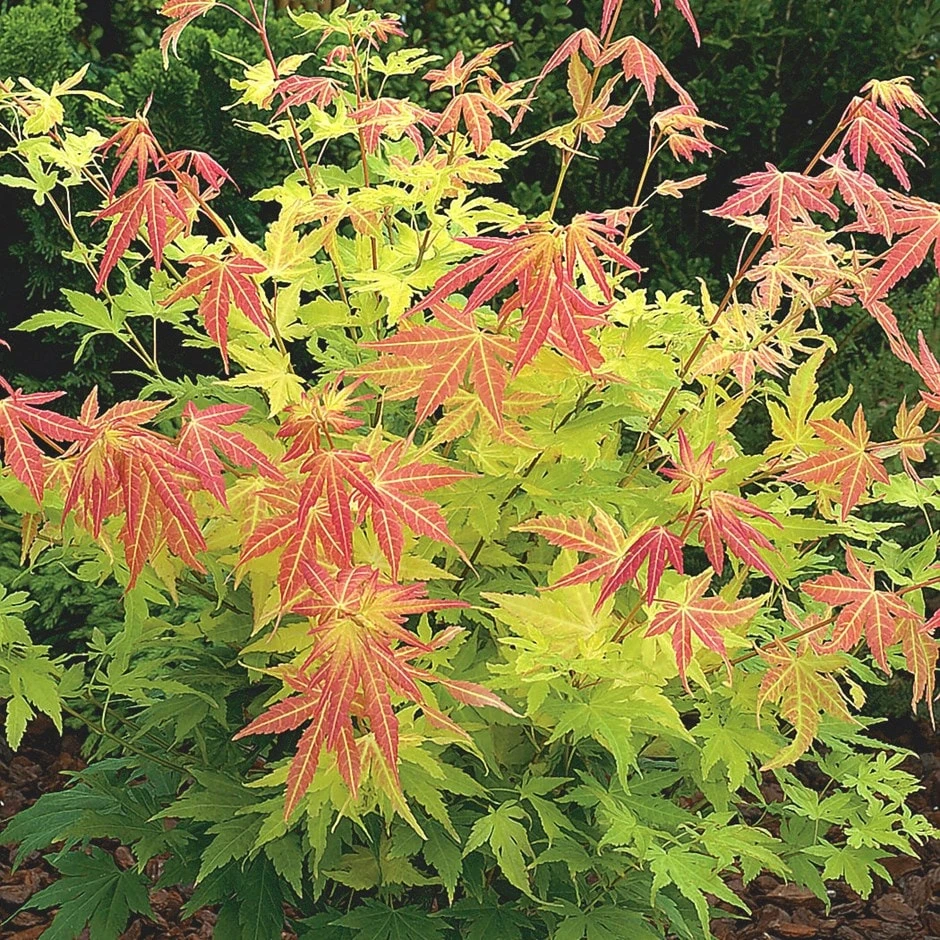 Acer Palmatum 'Orange Dream' 3 Acer Palmatum 'Orange Dream'