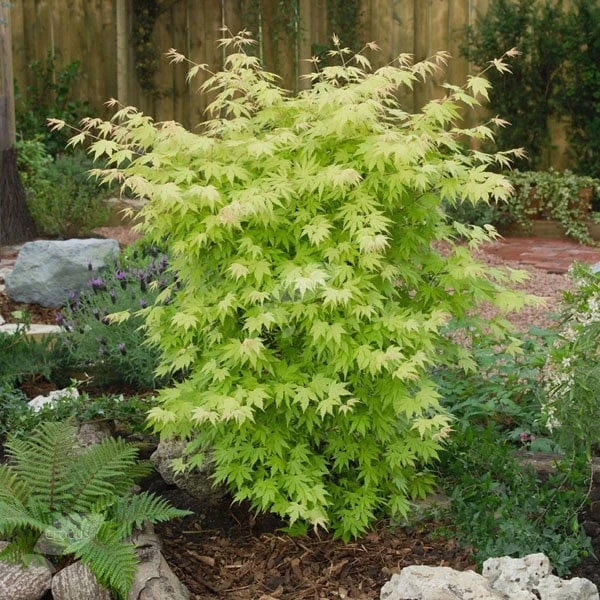 Acer Palmatum 'Orange Dream' 4 Acer Palmatum 'Orange Dream' - Image 2