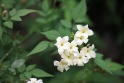 Jasminum Officinale Devon Cream (PBR) -Garden Supplies Sales 2024 pl2000004963 card4 lg
