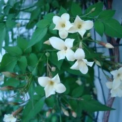 Jasminum Officinale Devon Cream (PBR) -Garden Supplies Sales 2024 pl2000004963 card5 lg