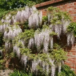 Wisteria Floribunda 'Kuchi-beni' 7 Wisteria Floribunda 'Kuchi-beni' -Garden Supplies Sales 2024 pl2000005197 card2 lg