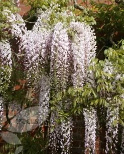 Wisteria Floribunda 'Kuchi-beni' 9 Wisteria Floribunda 'Kuchi-beni' -Garden Supplies Sales 2024 pl2000005197 card4 lg