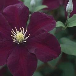 Clematis 'Warszawska Nike' 7 Clematis 'Warszawska Nike' -Garden Supplies Sales 2024 pl2000006222 card3 lg