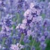 Lavandula Angustifolia Melissa Lilac ('Dow4') (PBR) 2 Lavandula Angustifolia Melissa Lilac ('Dow4') (PBR) -Garden Supplies Sales 2024 pl2000006297