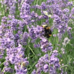 Lavandula Angustifolia Melissa Lilac ('Dow4') (PBR) -Garden Supplies Sales 2024 pl2000006297 card3 lg
