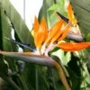 Strelitzia Reginae -Garden Supplies Sales 2024 pl2000006625