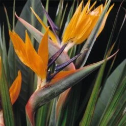 Strelitzia Reginae -Garden Supplies Sales 2024 pl2000006625 card3 lg
