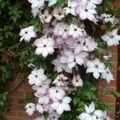 Clematis 'Fond Memories' -Garden Supplies Sales 2024 pl2000007859 card3 lg