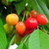 Cherry 'Merton Glory' -Garden Supplies Sales 2024 pl2000008727