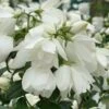 Philadelphus 'Snowbelle' -Garden Supplies Sales 2024 pl2000009901