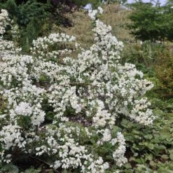 Philadelphus 'Snowbelle' -Garden Supplies Sales 2024 pl2000009901 card4 lg