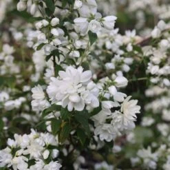 Philadelphus 'Snowbelle' -Garden Supplies Sales 2024 pl2000009901 card5 lg