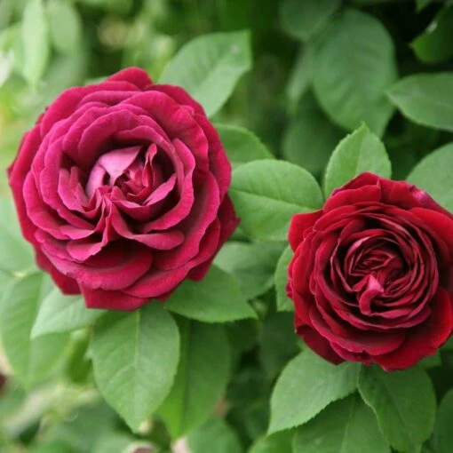 Rosa 'Souvenir Du Docteur Jamain' -Garden Supplies Sales 2024 pl2000010020