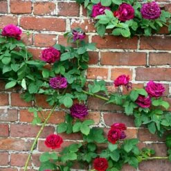 Rosa 'Souvenir Du Docteur Jamain' -Garden Supplies Sales 2024 pl2000010020 card2 lg