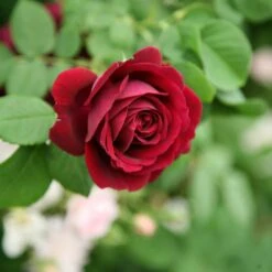 Rosa 'Souvenir Du Docteur Jamain' -Garden Supplies Sales 2024 pl2000010020 card3 lg